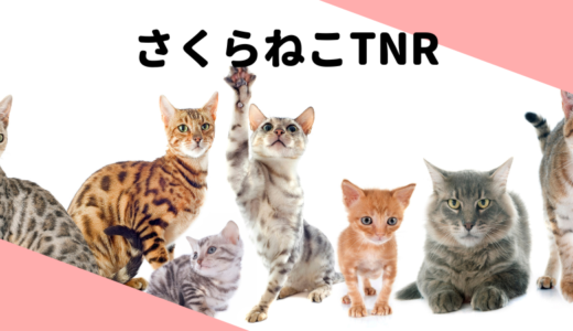 猫のさくら耳とU-NEXTで視聴した『犬部』
